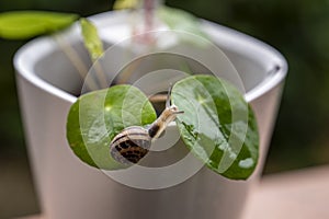 Tiny snail on a hydroculture plant