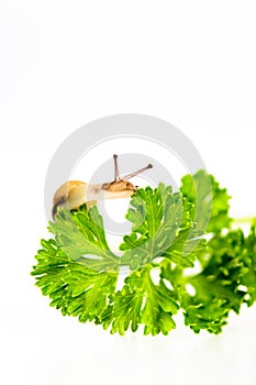 Tiny snail on Parsley