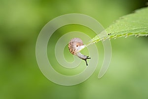 Tiny snail sits on a green leaf and looks downwards, green nature background