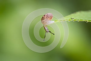 Tiny snail sits on a green leaf and looks downwards, green nature background