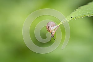 Tiny snail sits on a green leaf and looks downwards, green nature background