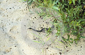Tiny snake hiding in the bush