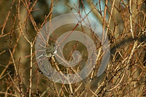 Tiny snow bird set upon an Autumn looking scene