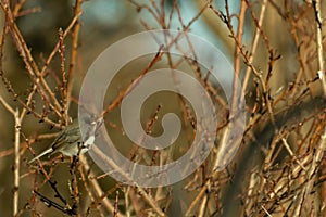 Tiny snow bird set upon an Autumn looking scene