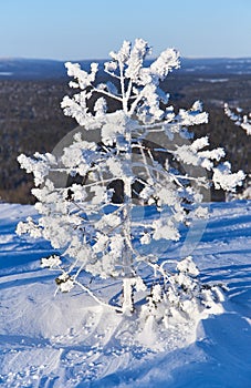 Tiny snow covered pine tree