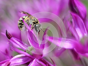 Tiny Solitary Bee on Allium Flowers