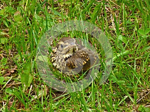 Tiny song thrush in the grass