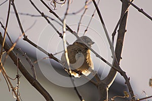 Tiny sparrow bird in golden light.