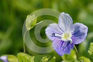 Tiny Speedwell Wild Flower