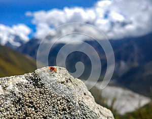 Tiny Spider at 4400 meters altitude