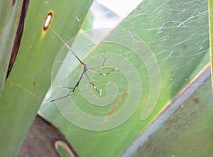 Tiny spider in a Bromelia plant, close view