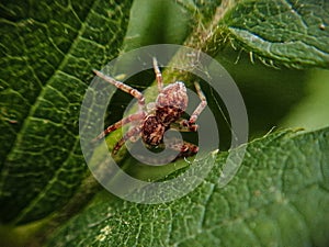 A tiny spider that carries enormous beauty behind its dangerous image.