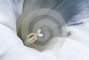 Tiny Spider On Flower