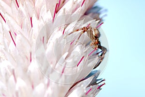 Tiny Spider on Pampas Plume Celosia Mix close up