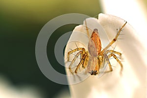 Tiny spider on the petals of a flower