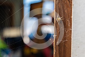 Tiny spider sitting on the door frame