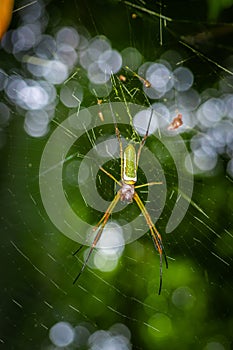 Tiny spider suspended over his spider web inside of the Cuyabeno National Park, in Ecuador photo