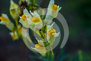 A tiny spider on a tiny flower