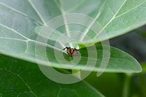 A beautiful garden spider hiding under green curly leaf -Animal Life concept.