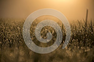 Tiny spider webs covered with dew