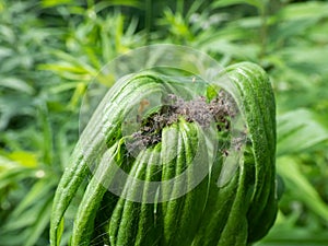 Tiny spiderlings of Nursery web spider (Pisaura mirabilis) in the nest with young spiders and egg sac on a green