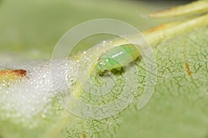 A tiny Spittlebug nymph Froghopper nymph with self made foam bubble protection