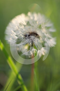 Tiny Spring dandelion