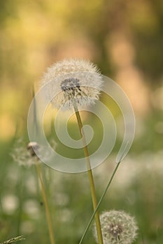 Tiny Spring dandelions