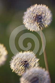 Tiny Spring dandelions bathing in the last rays
