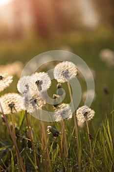 Tiny Spring dandelions bathing in the sun