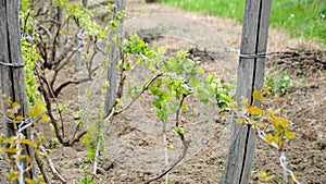 Tiny spring leaves of grapes plant. Close up shot of tiny buds. A close up of a sprout of new leaves emerging on a