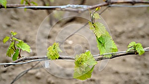 Tiny spring leaves of grapes plant. Close up shot of tiny buds. A close up of a sprout of new leaves emerging on a