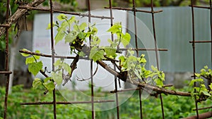 Tiny spring leaves of grapes plant. Close up shot of tiny buds. A close up of a sprout of new leaves emerging on a