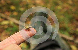 Tiny Spring Peeper Frog Sitting on Man`s Fingertip photo