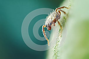 Tiny springtail insect crawling on green leaf: macro photography