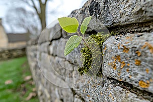 A tiny sprout emerges from a mosscovered stone wall, symbolizing resilience and new life amidst hardship photo