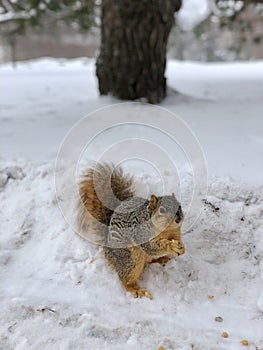 Squirrel snow