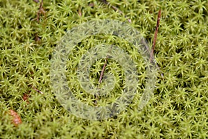 Tiny star moss plant background