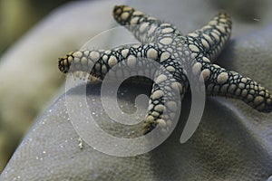 Tiny starfish at Surin island