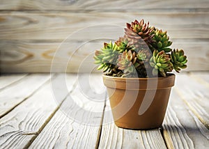 A Tiny Succulent Oasis Miniature Sedum Adolphi Firestorm in a Brown Pot Perfectly Displayed on a Wooden Table photo