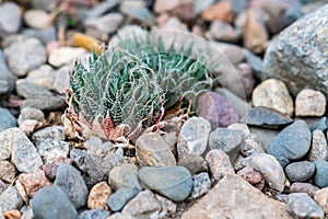 Tiny succulents or cactus in desert botanical garden and stone pebbles background