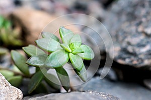 Tiny succulents or cactus in desert botanical garden and stone pebbles background