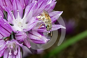 A tiny sweet bee on a flower
