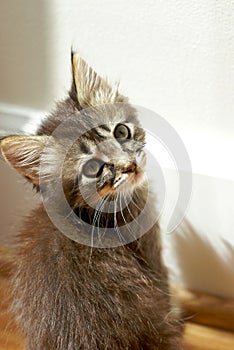 Tiny tabby kitten gazing at camera