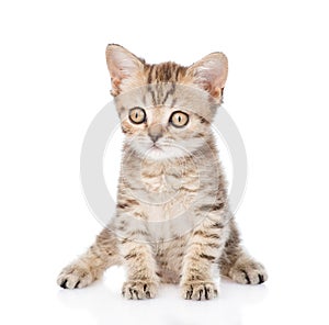 Tiny tabby kitten looking at camera. isolated on white background