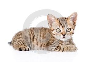 Tiny tabby kitten looking at camera. isolated on white background