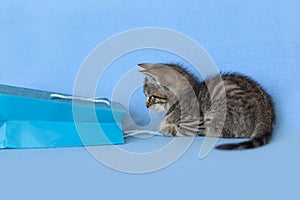 Tiny tabby kitten playing with a blue gift bag