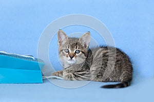 Tiny tabby kitten playing with a blue gift bag