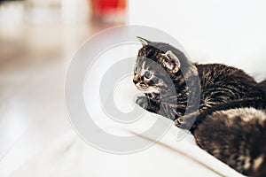 Tiny tabby kittens lying on a towel