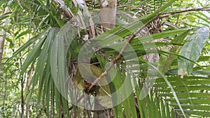 A tiny tarsier Carlito syrichta crouched on a tree branch, among the green foliage.